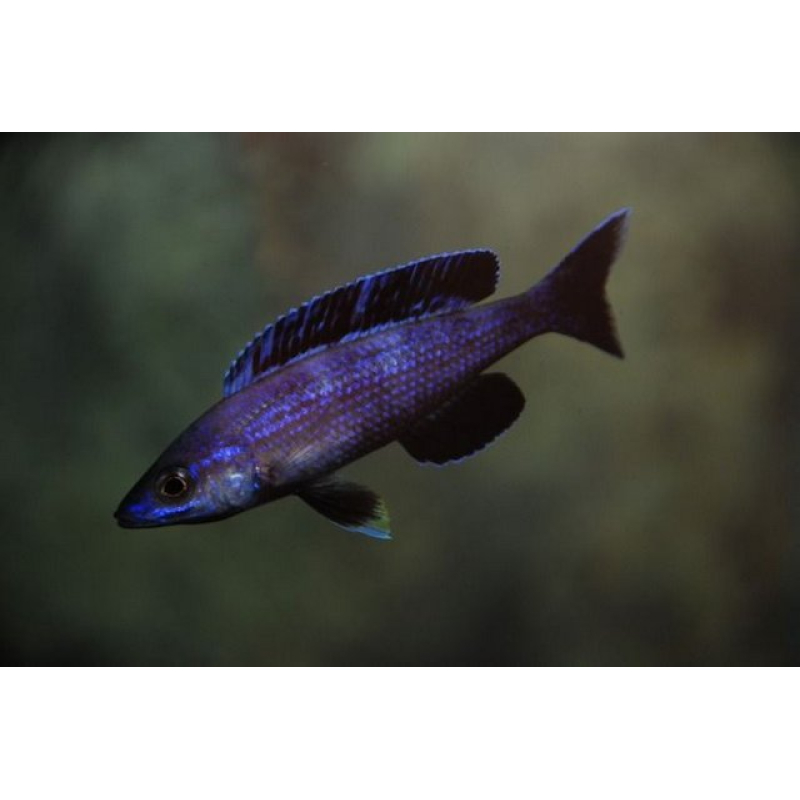 Cyprichromis Leptosoma Moba
